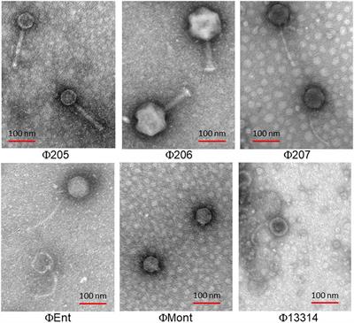 Bacteriophages Isolated From Turkeys Infecting Diverse Salmonella Serovars